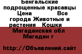 Бенгальские подрощенные красавцы. › Цена ­ 20 000 - Все города Животные и растения » Кошки   . Магаданская обл.,Магадан г.